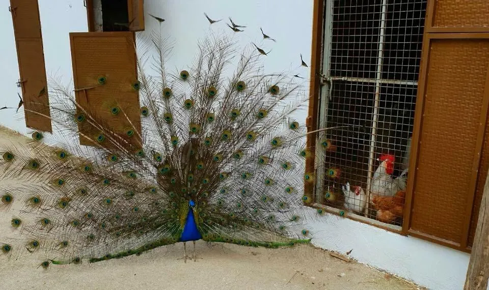 El Carrascal, 2 Llaves, Rural Apartman Arroyo Frio Spanyolország